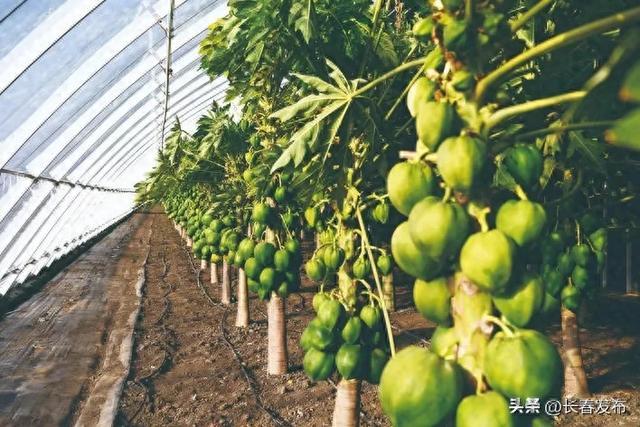 占林绿色农业：​科技赋能 打造新型农业产业园区