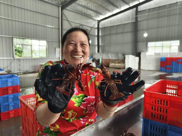 高质量发展调研行丨稻渔共作，赣江边的清水小龙虾走俏市场