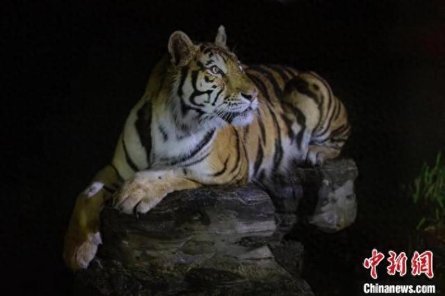 上海消暑休闲新玩法：“夜探猛兽区”沉浸式感受神秘动物世界