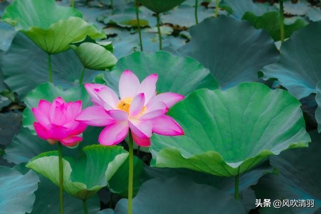 不输江南!距离成都1h,藏着一处精美的古典园林,盛夏赏荷正当时-成都最好玩的古城