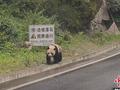 四川宝兴：一车友自驾途中偶遇野生大熊猫
