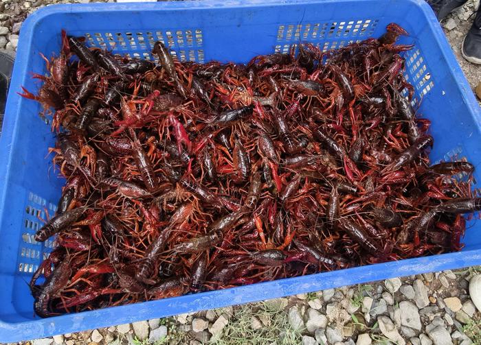 高质量发展调研行丨稻渔共作，赣江边的清水小龙虾走俏市场