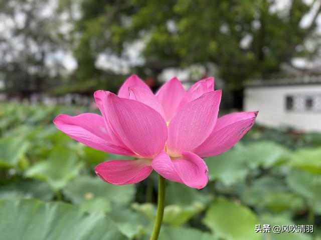 不输江南!距离成都1h,藏着一处精美的古典园林,盛夏赏荷正当时-成都最好玩的古城