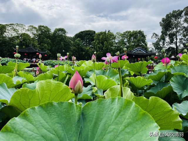 不输江南!距离成都1h,藏着一处精美的古典园林,盛夏赏荷正当时-成都最好玩的古城