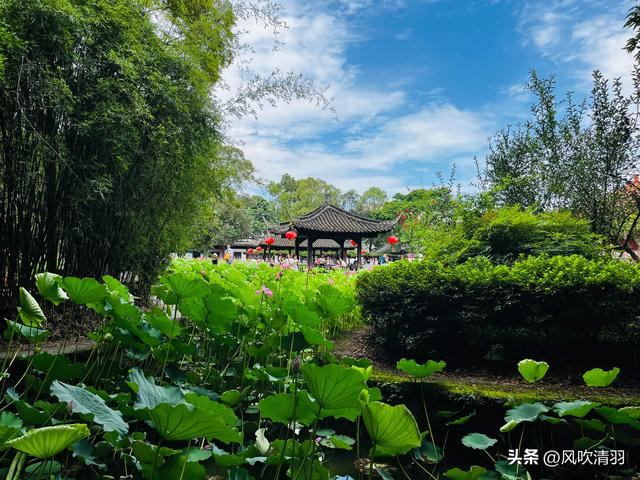 不输江南!距离成都1h,藏着一处精美的古典园林,盛夏赏荷正当时-成都最好玩的古城