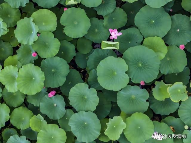 不输江南!距离成都1h,藏着一处精美的古典园林,盛夏赏荷正当时-成都最好玩的古城