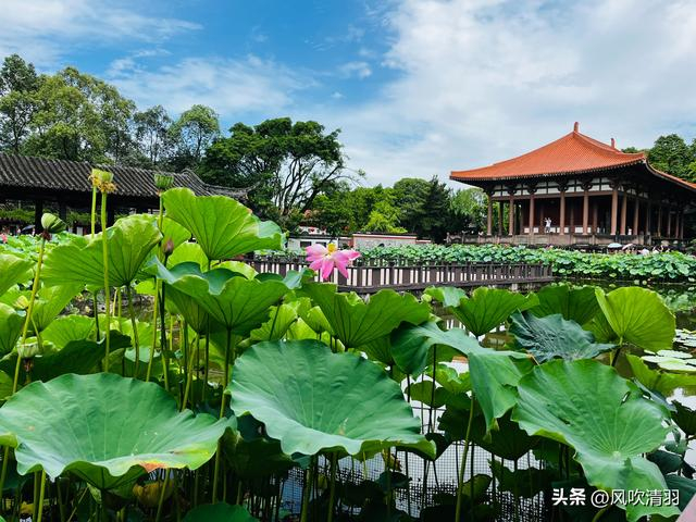 不输江南!距离成都1h,藏着一处精美的古典园林,盛夏赏荷正当时-成都最好玩的古城