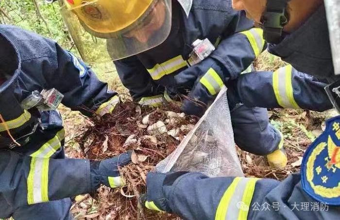 太吓人！云南一小学附近发现眼镜王蛇窝，还有50颗蛋...