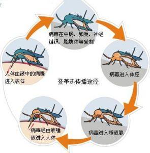 巴西确诊已超六百万例！严重可致死，尚无特效药