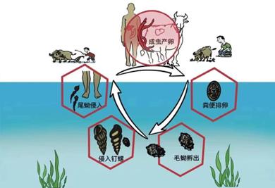 中疾控发布汛期健康提示：谨防感染血吸虫