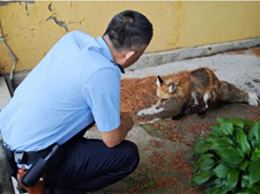 赤狐“落难”寺庙，丹东市今年上半年共救助野生动物93只