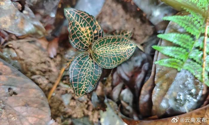 南捧河保护区首次发现珍稀兰科植物金线兰