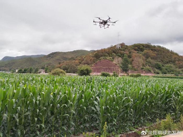 禄劝皎平渡镇：无人机喷洒农药 为粮食生产插上科技翅膀