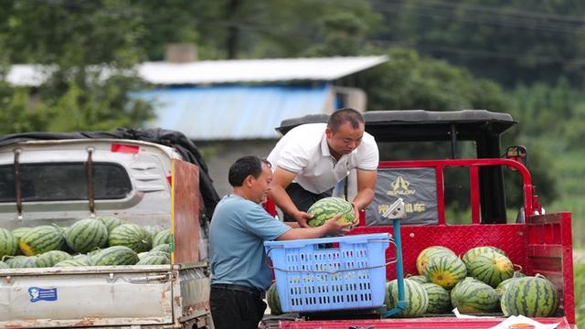 开阳县云开街道：西瓜喜丰收 瓜农采摘忙