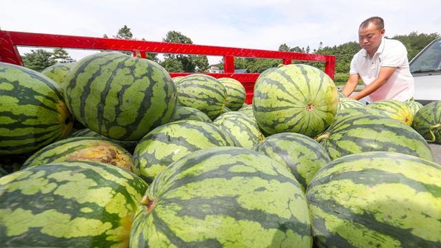 开阳县云开街道：西瓜喜丰收 瓜农采摘忙