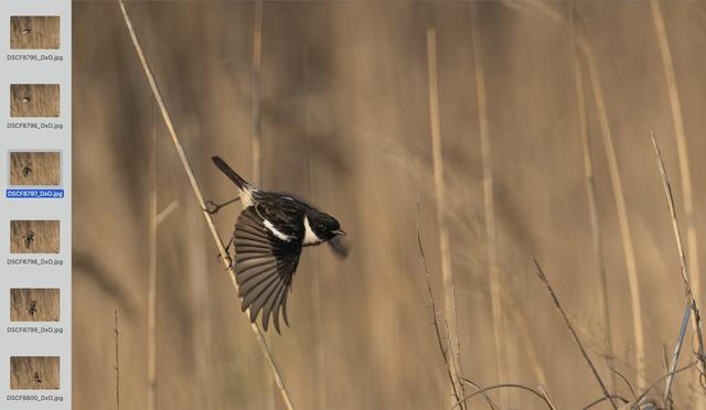 记录候鸟迁徙之旅 拍鸟神装之富士X-H2S+XF150-600mm镜头