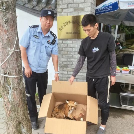 赤狐“落难”寺庙，丹东市今年上半年共救助野生动物93只