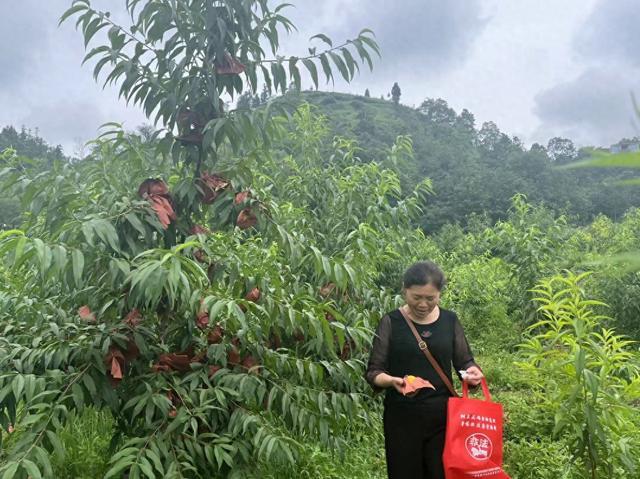 这里的夏天“果”然甜——龙河镇黄桃采摘当时