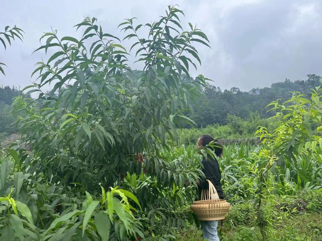 这里的夏天“果”然甜——龙河镇黄桃采摘当时