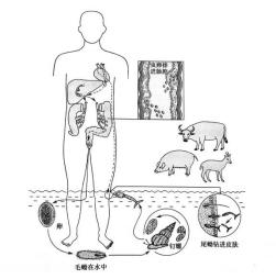 湖南疾控温馨提示：暴雨洪涝灾害后请注意虫媒及自然疫源性疾病