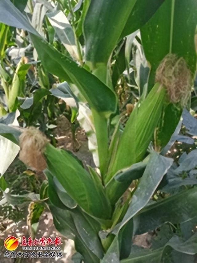 育苗移栽技术让鲜食玉米“领鲜”上市