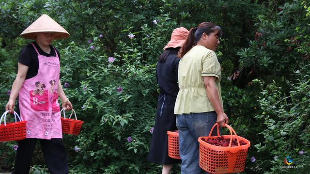 六枝特区龙河镇：夏日的“梅”好时光