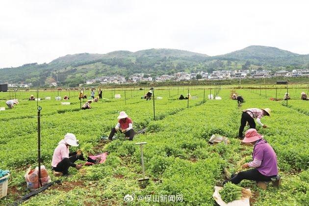 西邑乡：香菜丰收正当时 设施农业增效益