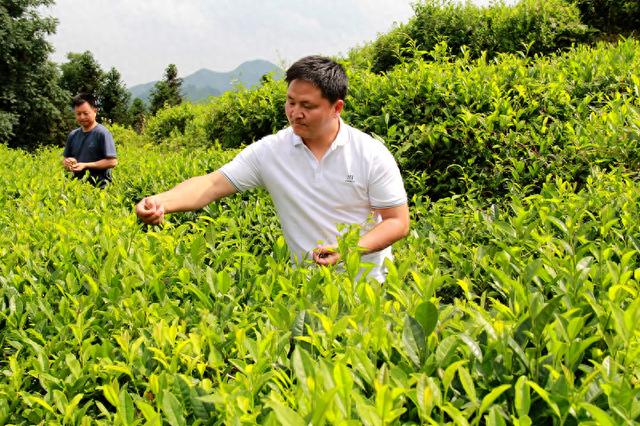 夏茶飘香 助农增收