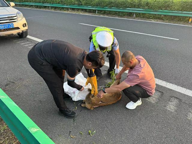 高速交警救助国家二级保护动物獐子