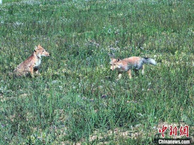 藏狐一家“入住”青海湖金沙湾 近距离与人类“互动”