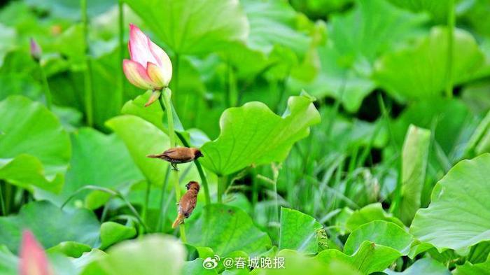 盛夏雨过，丘北荷园美景醉游人