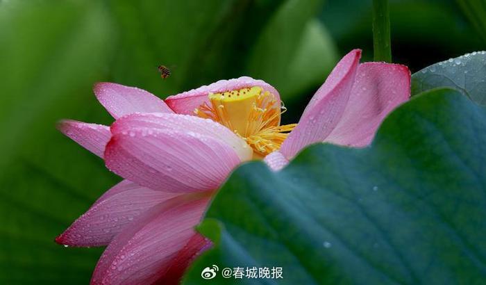 盛夏雨过，丘北荷园美景醉游人