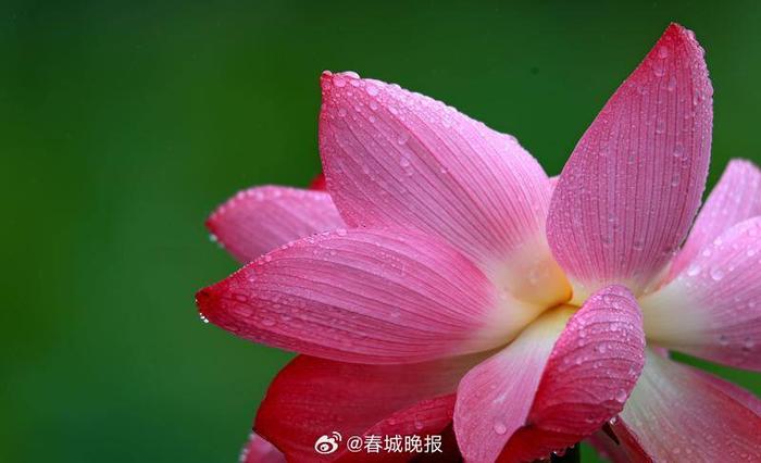 盛夏雨过，丘北荷园美景醉游人