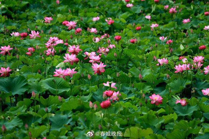 盛夏雨过，丘北荷园美景醉游人