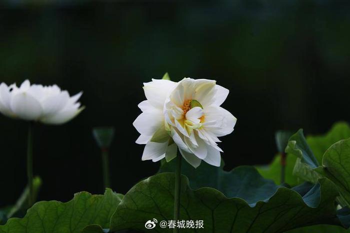 盛夏雨过，丘北荷园美景醉游人