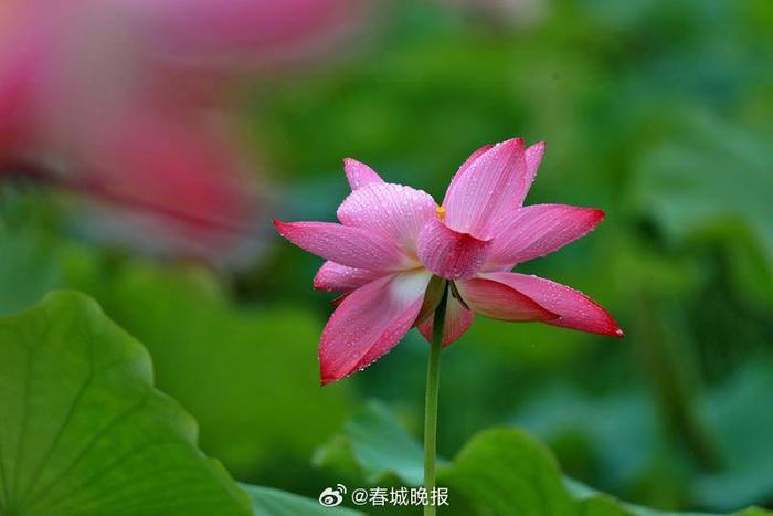 盛夏雨过，丘北荷园美景醉游人