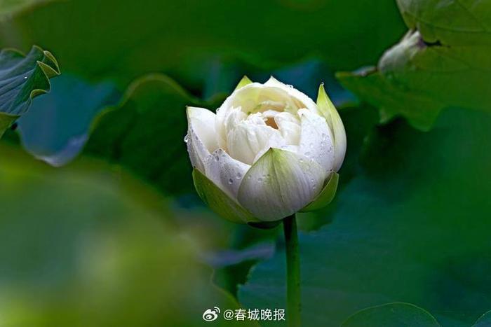 盛夏雨过，丘北荷园美景醉游人