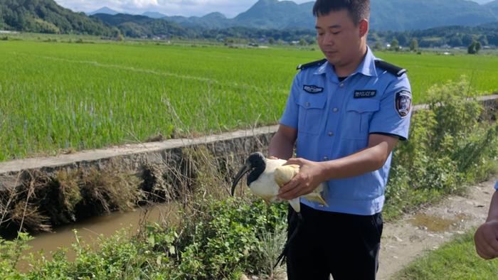 一级保护动物黑头白鹮受伤 云南保山接力救护