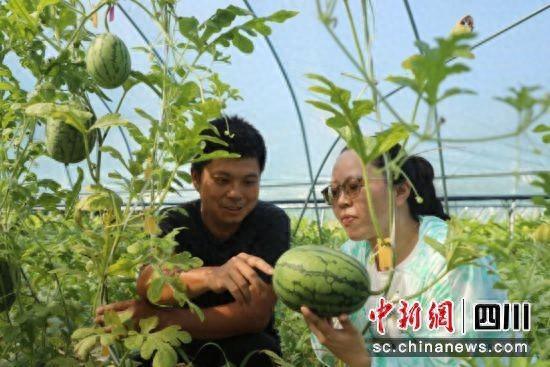 泸州龙马潭：西瓜栽种忙 “甜蜜”产业获收益