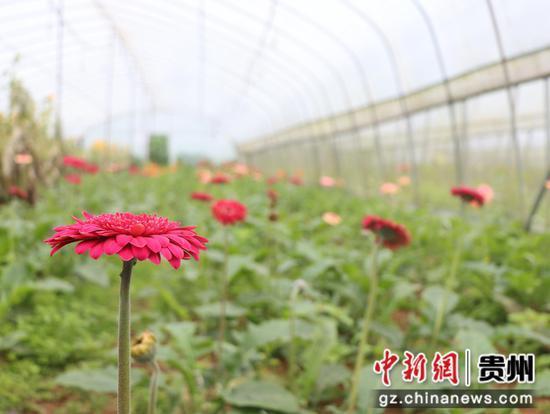 水城区海坪街道甘塘村：大力发展花经济