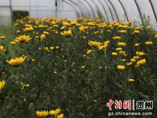 水城区海坪街道甘塘村：大力发展花经济