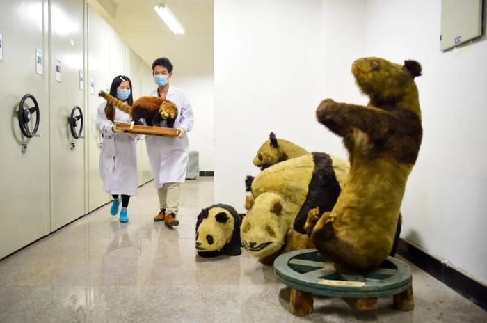 全国首个大熊猫学院，正式招生！