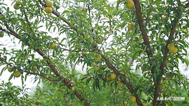 织金：花果飘香季 李子促增收