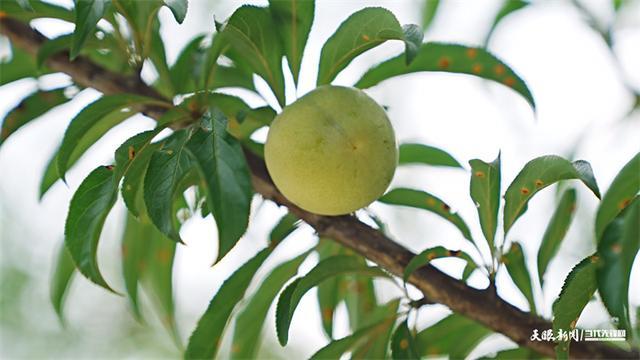 织金：花果飘香季 李子促增收