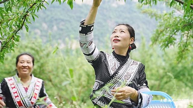 织金：花果飘香季 李子促增收