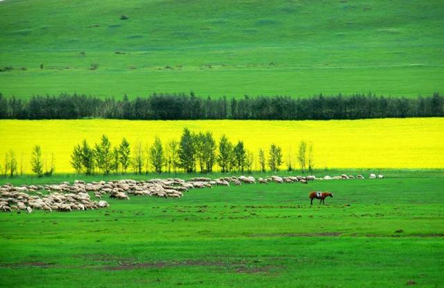 我和草原有个约定｜如果夏天不来内蒙古......