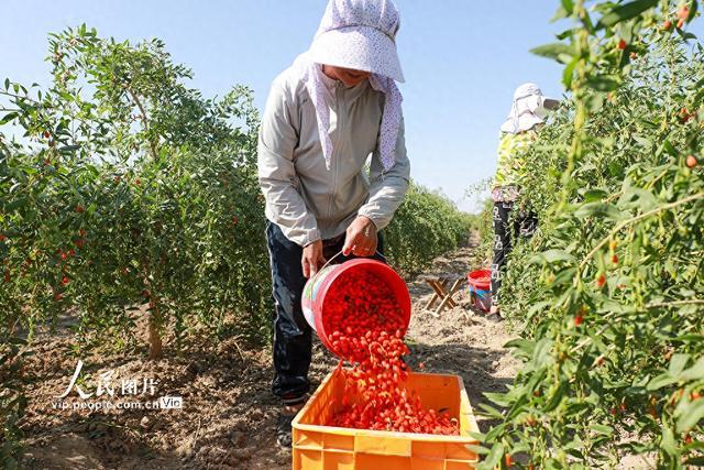 甘肃金塔：戈壁滩上枸杞丰收