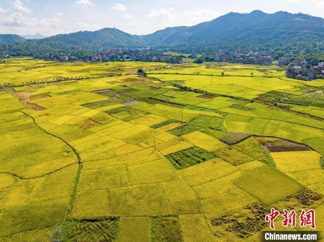 航拍广西岑溪万亩稻田 夏日田园“丰”景如画