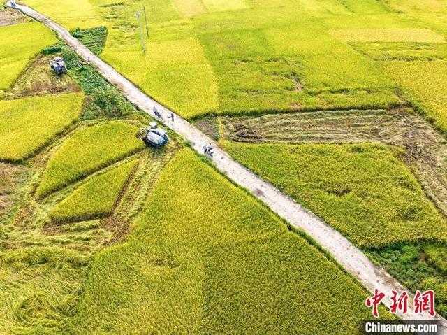 航拍广西岑溪万亩稻田 夏日田园“丰”景如画