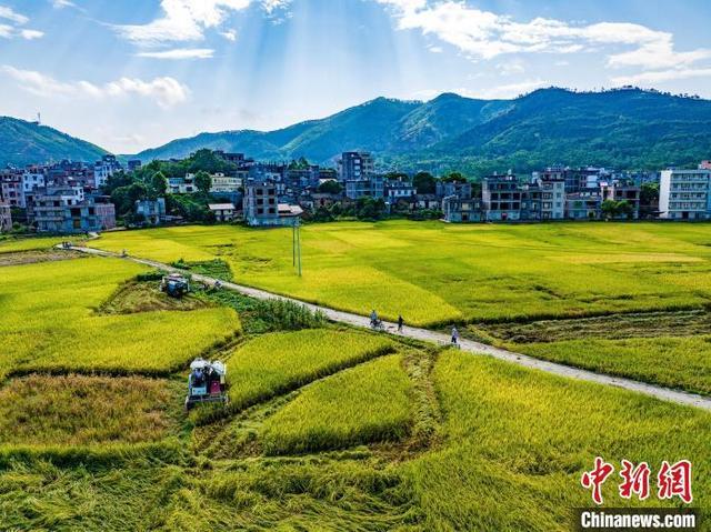 航拍广西岑溪万亩稻田 夏日田园“丰”景如画